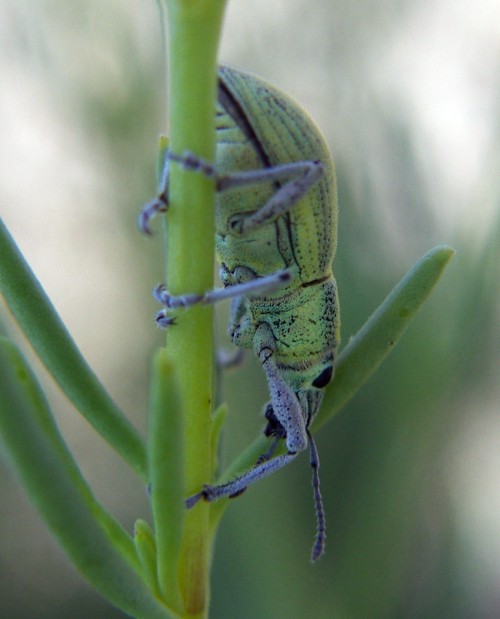 Spagna: La regione  de Monegros, paradiso entomologico